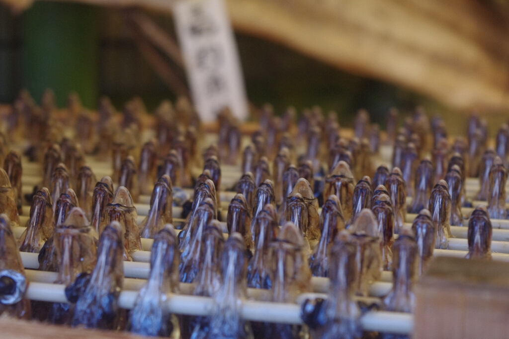 伊勢志摩旅行(1日目)_c0113733_1623484.jpg