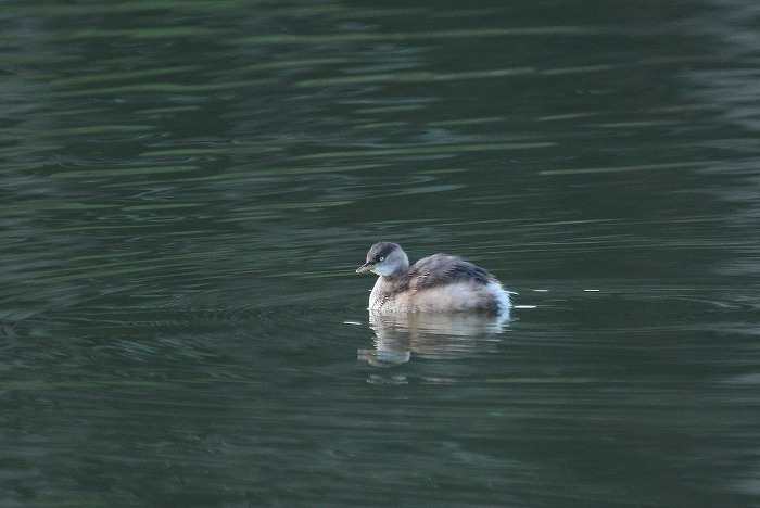 藤の公園で_f0327034_19514693.jpg