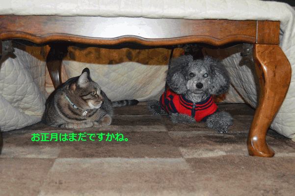 c0136736_16575560.gif