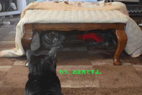 c0136736_16581357.gif
