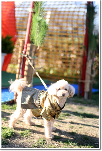 戸田 お正月も元気に 道満ドッグラン でランランラン My Toypoodle