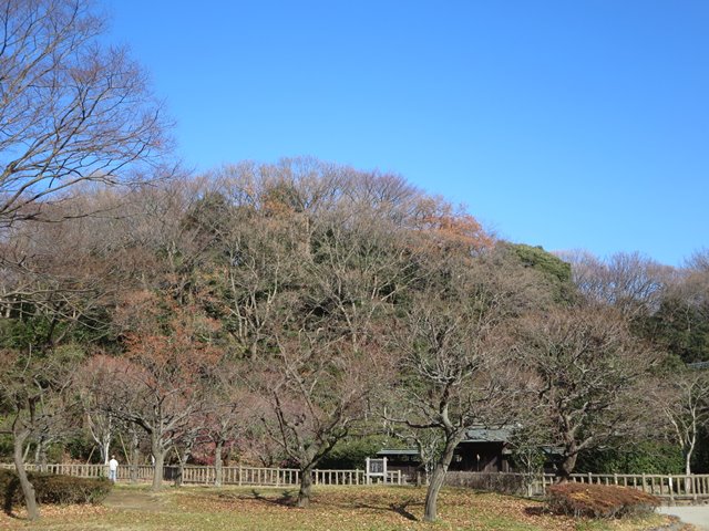 【正月3日・新林公園・梅林の紅梅】_b0009849_16451399.jpg