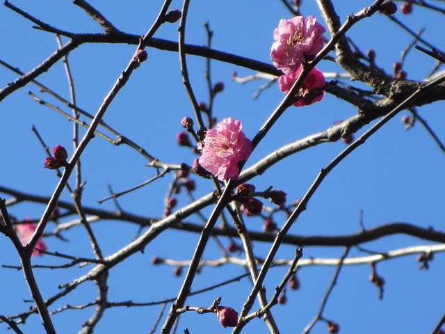 【正月3日・新林公園・梅林の紅梅】_b0009849_16461752.jpg