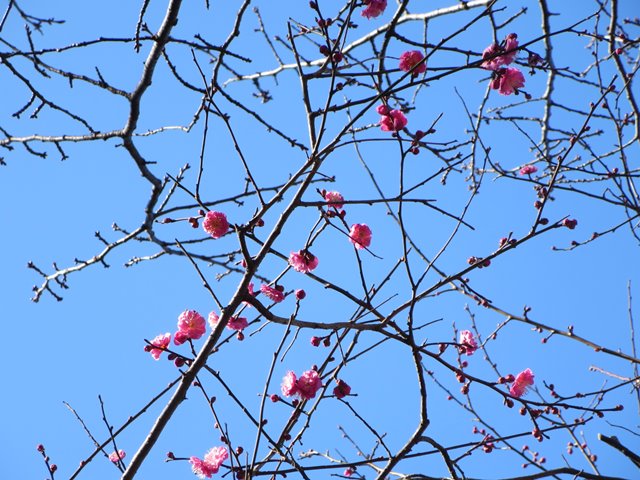 【正月3日・新林公園・梅林の紅梅】_b0009849_1646645.jpg