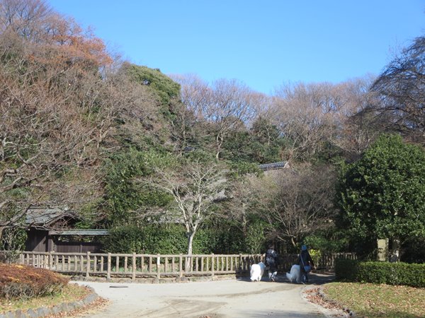 【正月3日・新林公園・梅林の紅梅】_b0009849_16473856.jpg