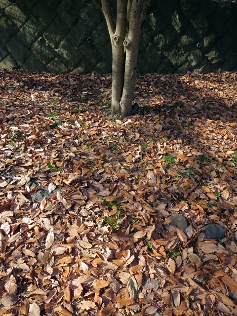 【正月3日・新林公園・梅林の紅梅】_b0009849_16484422.jpg