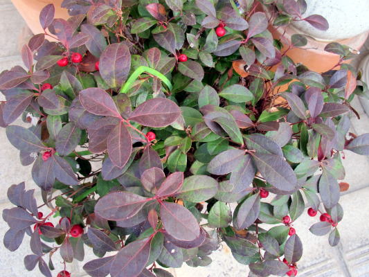 c0147952_2145641.jpg