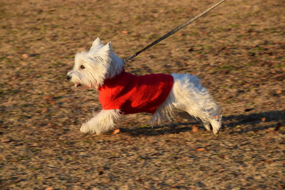 ♪ ダニエル Happy Westie Christmas Party 2015～フリータイム～(*ﾟ▽ﾟ*) ♪_b0242873_01403843.jpg