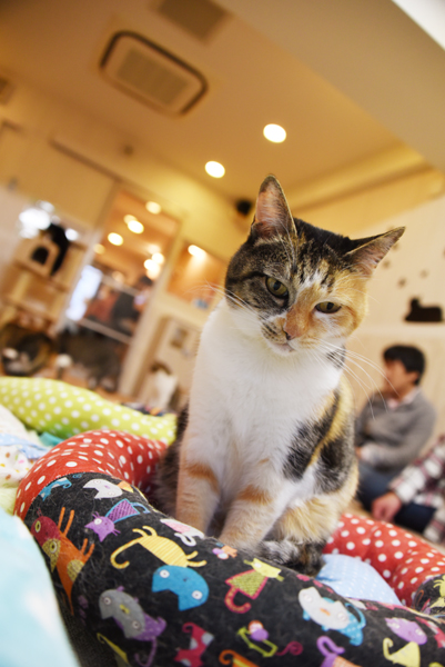 かわゆい猫写真アップ!おすすめ猫カフェ「にゃんくる」川崎店_e0171573_22281462.jpg