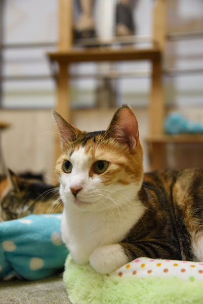 かわゆい猫写真アップ!おすすめ猫カフェ「にゃんくる」川崎店_e0171573_22281921.jpg