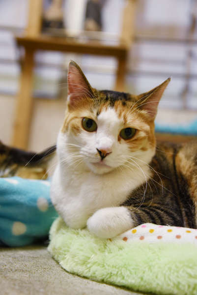 かわゆい猫写真アップ!おすすめ猫カフェ「にゃんくる」川崎店_e0171573_22282331.jpg