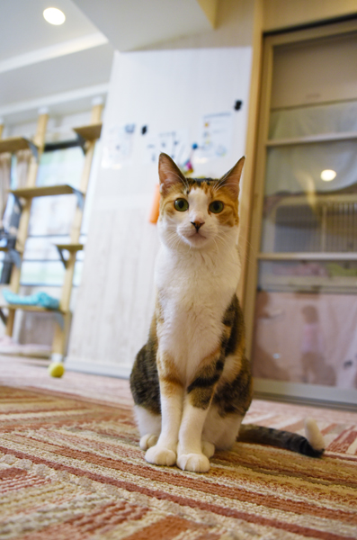 かわゆい猫写真アップ!おすすめ猫カフェ「にゃんくる」川崎店_e0171573_2228355.jpg