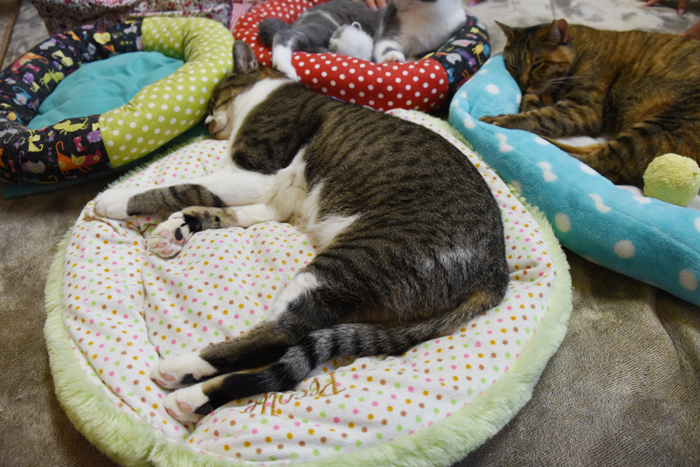 かわゆい猫写真アップ!おすすめ猫カフェ「にゃんくる」川崎店_e0171573_22284045.jpg