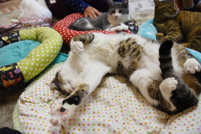 かわゆい猫写真アップ!おすすめ猫カフェ「にゃんくる」川崎店_e0171573_22284432.jpg