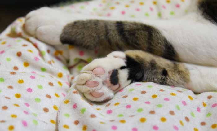 かわゆい猫写真アップ!おすすめ猫カフェ「にゃんくる」川崎店_e0171573_22284912.jpg