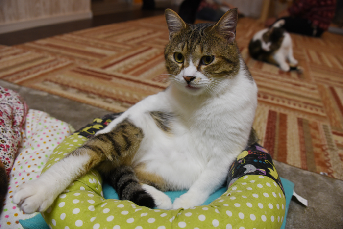 かわゆい猫写真アップ!おすすめ猫カフェ「にゃんくる」川崎店_e0171573_22285423.jpg