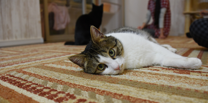 かわゆい猫写真アップ!おすすめ猫カフェ「にゃんくる」川崎店_e0171573_2228592.jpg