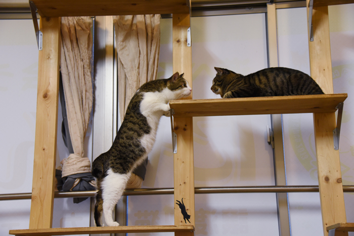 かわゆい猫写真アップ!おすすめ猫カフェ「にゃんくる」川崎店_e0171573_22291820.jpg