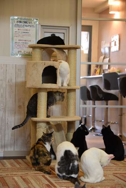 かわゆい猫写真アップ!おすすめ猫カフェ「にゃんくる」川崎店_e0171573_22292475.jpg