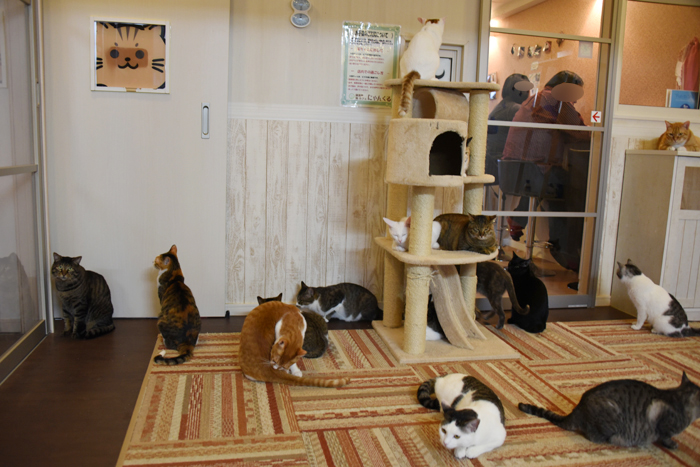 かわゆい猫写真アップ!おすすめ猫カフェ「にゃんくる」川崎店_e0171573_22292936.jpg