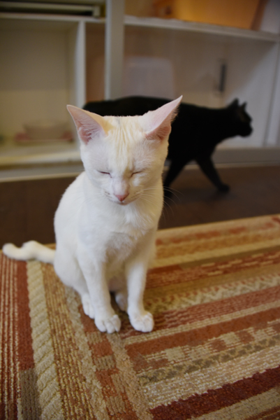 かわゆい猫写真アップ!おすすめ猫カフェ「にゃんくる」川崎店_e0171573_22293753.jpg