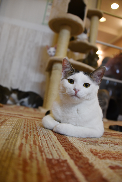 かわゆい猫写真アップ!おすすめ猫カフェ「にゃんくる」川崎店_e0171573_22294276.jpg