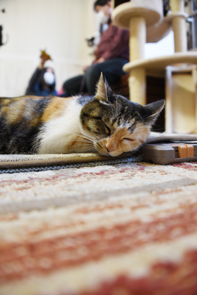 かわゆい猫写真アップ!おすすめ猫カフェ「にゃんくる」川崎店_e0171573_22294727.jpg