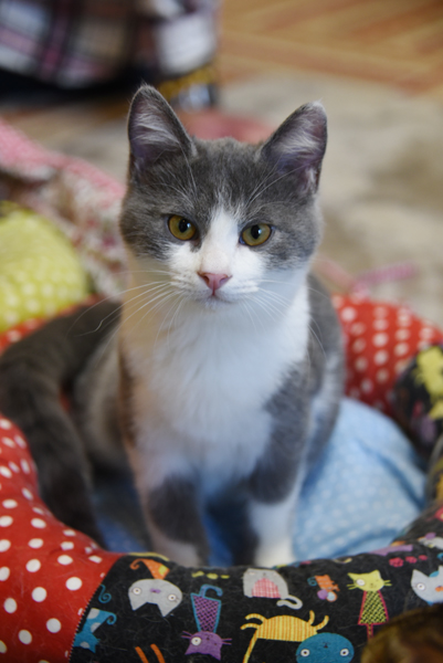 かわゆい猫写真アップ!おすすめ猫カフェ「にゃんくる」川崎店_e0171573_2229664.jpg