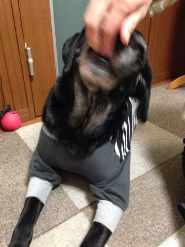 f0315081_11094438.jpeg