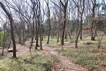 d0183387_19014577.jpg