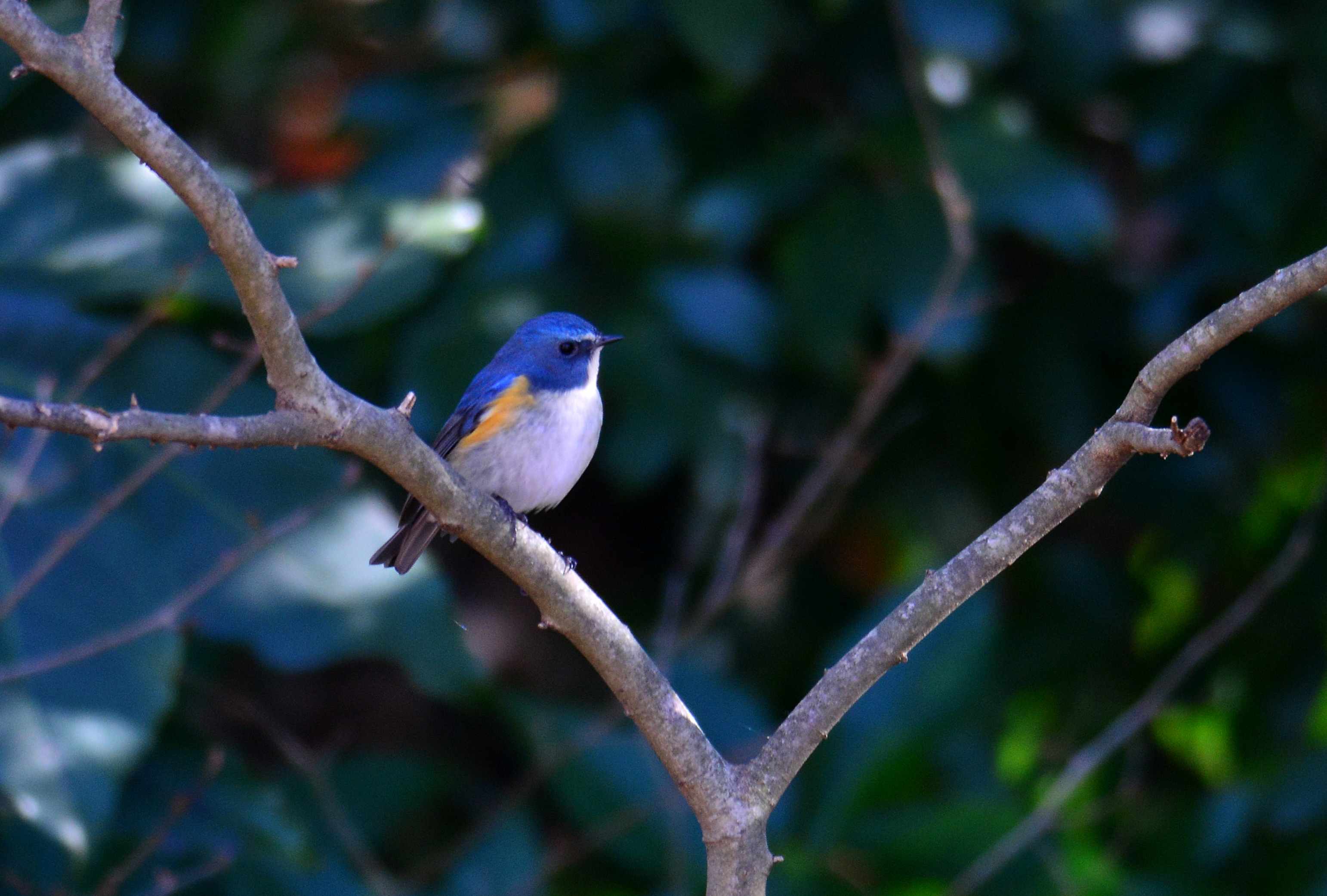 幸せの青い鳥ルリビタキ 旅のかほり