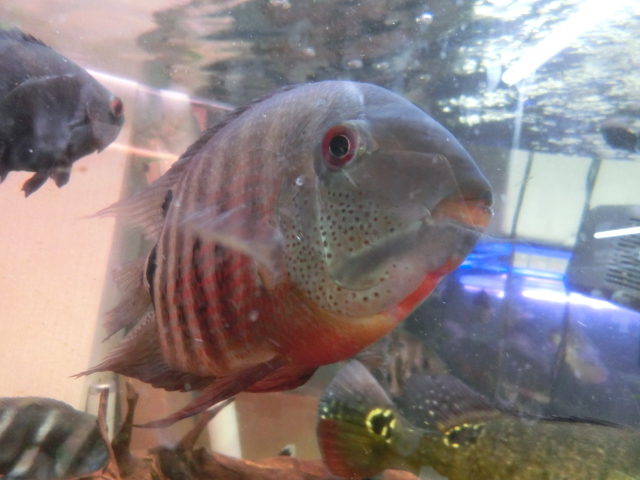 ヘロス・セベルス WILD・F1_b0141806_2384731.jpg
