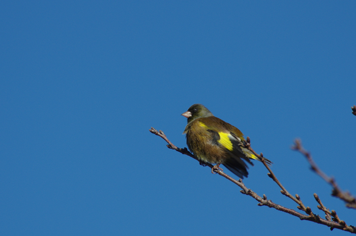 今季初撮り　ゴイサギ　成鳥と幼鳥_b0151409_21151331.jpg