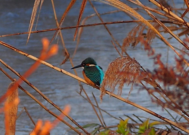 新春のカワセミ　’16/01/04_d0048812_1171912.jpg