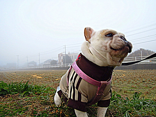 a0158613_10373168.jpg
