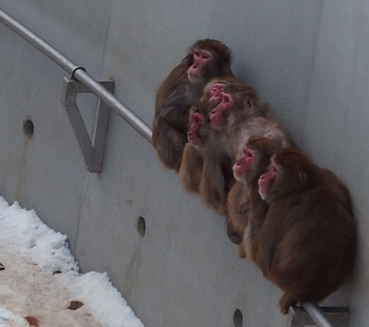 札幌スタークラブ 後半 〜円山動物園〜_f0090416_23011800.jpg