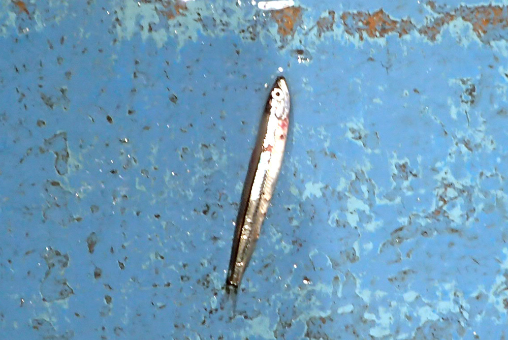 d0171823_22435233.jpg