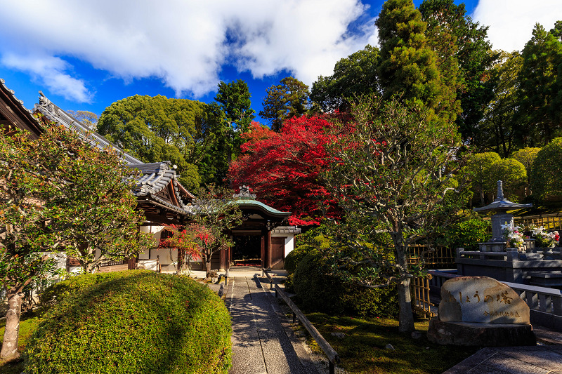 京都の紅葉2015・散り紅葉の美（金戒光明寺・栄摂院）_f0155048_0281168.jpg