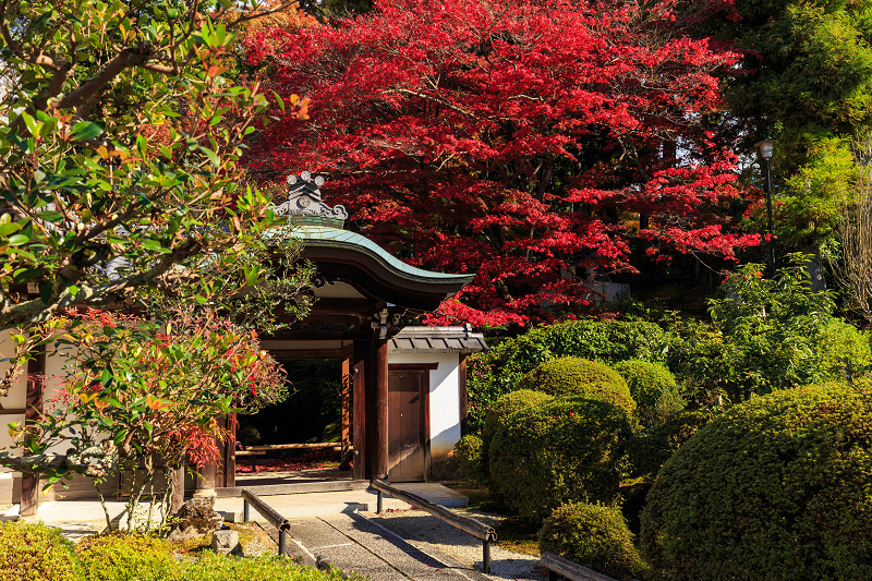 京都の紅葉2015・散り紅葉の美（金戒光明寺・栄摂院）_f0155048_0291370.jpg