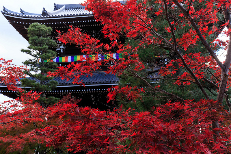 京都の紅葉2015・散り紅葉の美（金戒光明寺・栄摂院）_f0155048_0305730.jpg