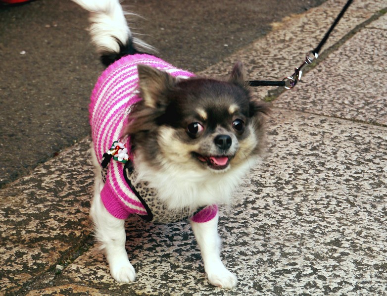 　　紀三井寺_b0093754_2345499.jpg