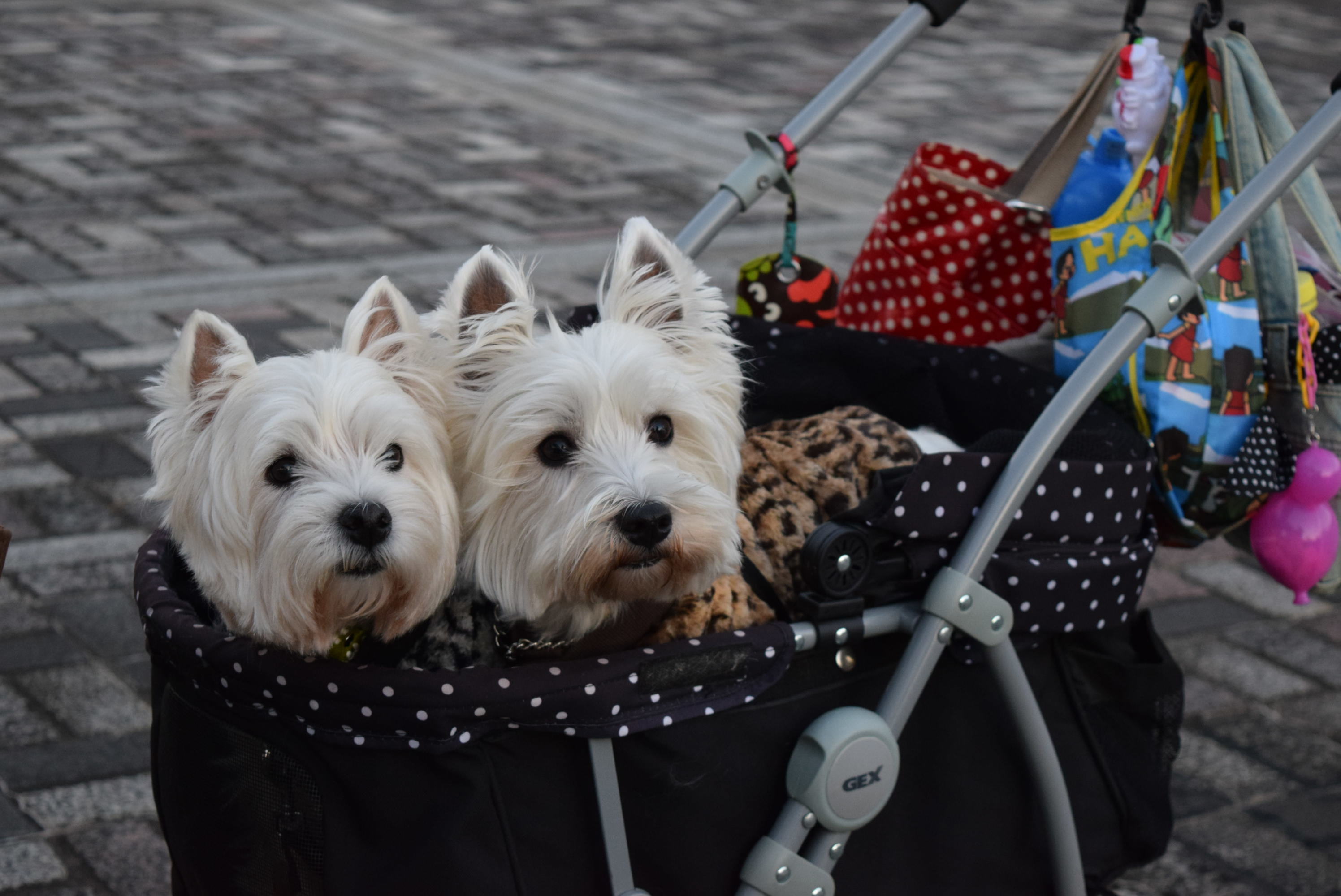 ♪ ダニエル Happy Westie Christmas Party 2015～エピローグ～o(^▽^)o ♪_b0242873_01432791.jpg