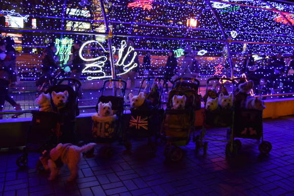 ♪ ダニエル Happy Westie Christmas Party 2015～エピローグ～o(^▽^)o ♪_b0242873_01514659.jpg