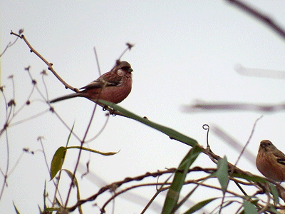 f0140773_1547010.gif
