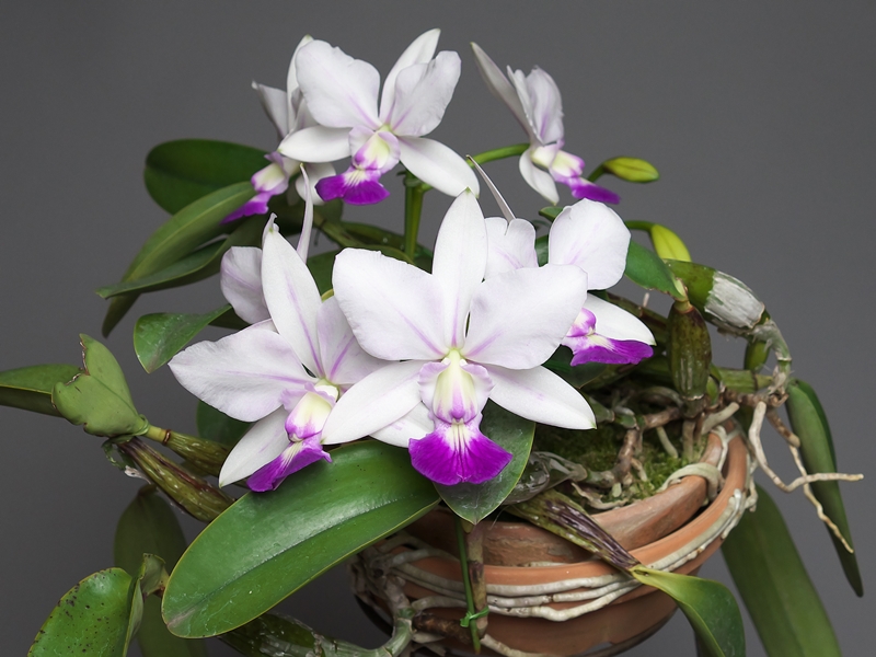 Cattleya walkeriana (semi-alba \'Ann\' × (semi-alba \'Tokyo No.1\' × self)) その２_a0267399_0172741.jpg