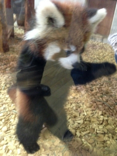 見て見て!レッサーパンダのハイタッチ_f0255704_02393748.jpg