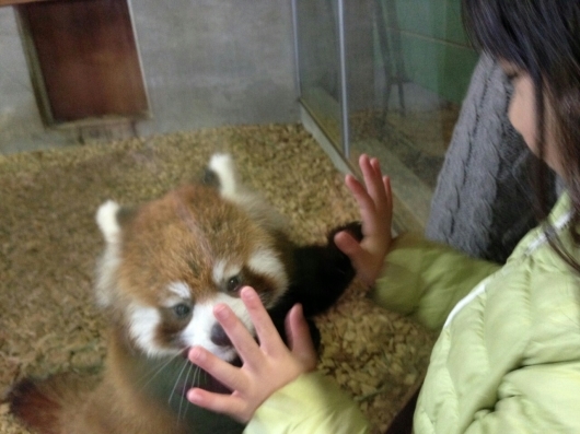 見て見て!レッサーパンダのハイタッチ_f0255704_02394432.jpg