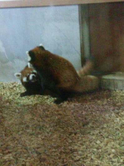 見て見て!レッサーパンダのハイタッチ_f0255704_09171690.jpg