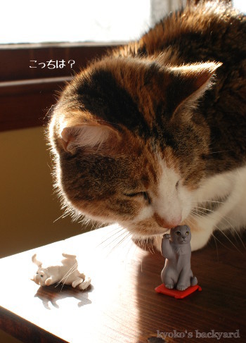 Sandyの新しいお友達?_b0253205_16534898.jpg