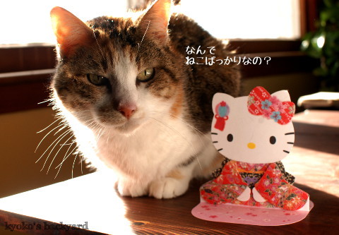 Sandyの新しいお友達?_b0253205_16555509.jpg